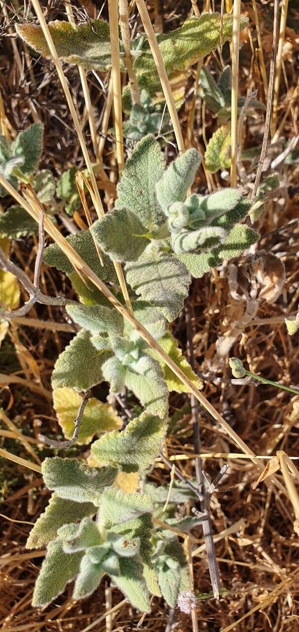 Salvia dominica 9