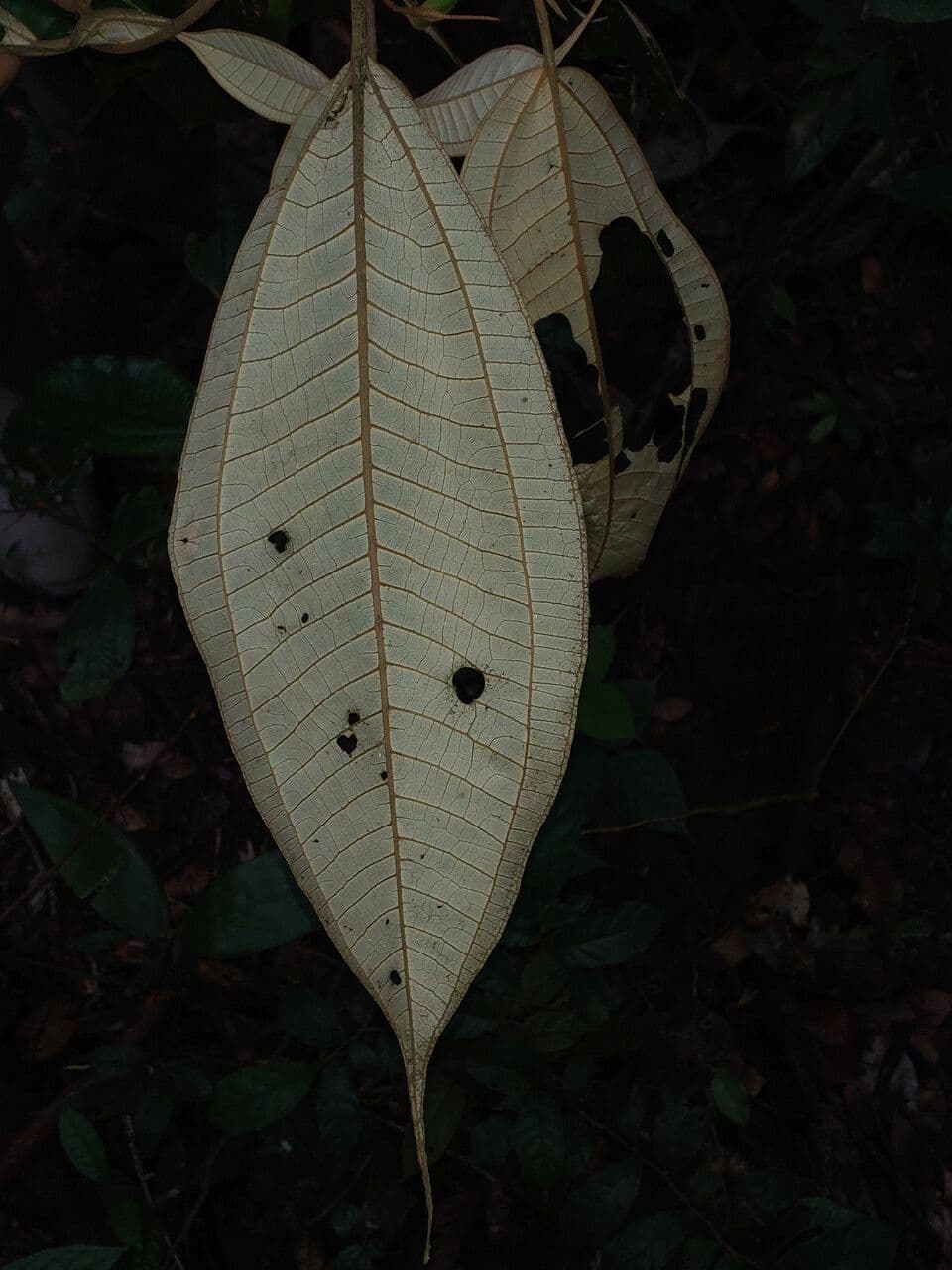 Miconia acuminata 6