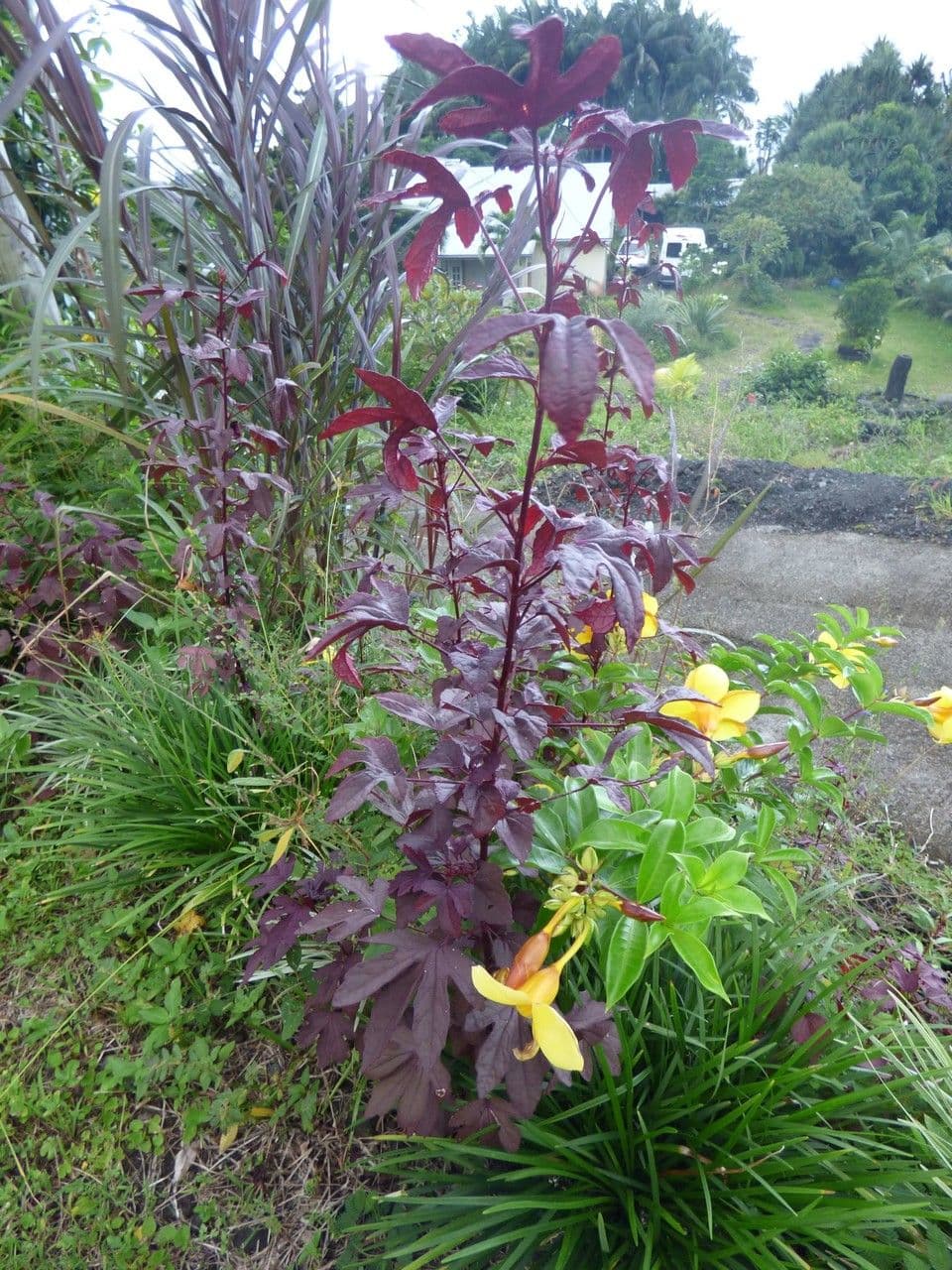 Essigblättriger Hibiskus 10
