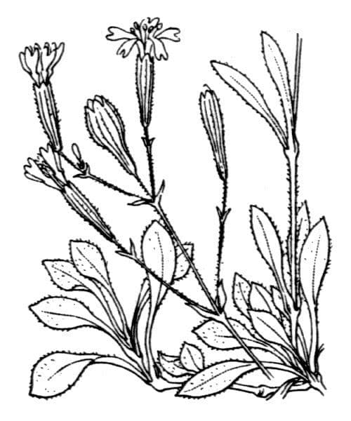 Silene italiana 28
