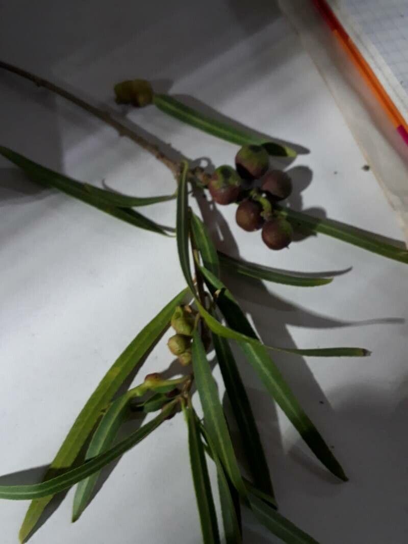 Sapium haematospermum