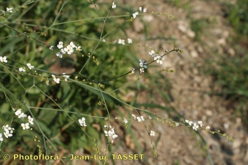 Crambe filiforme 20