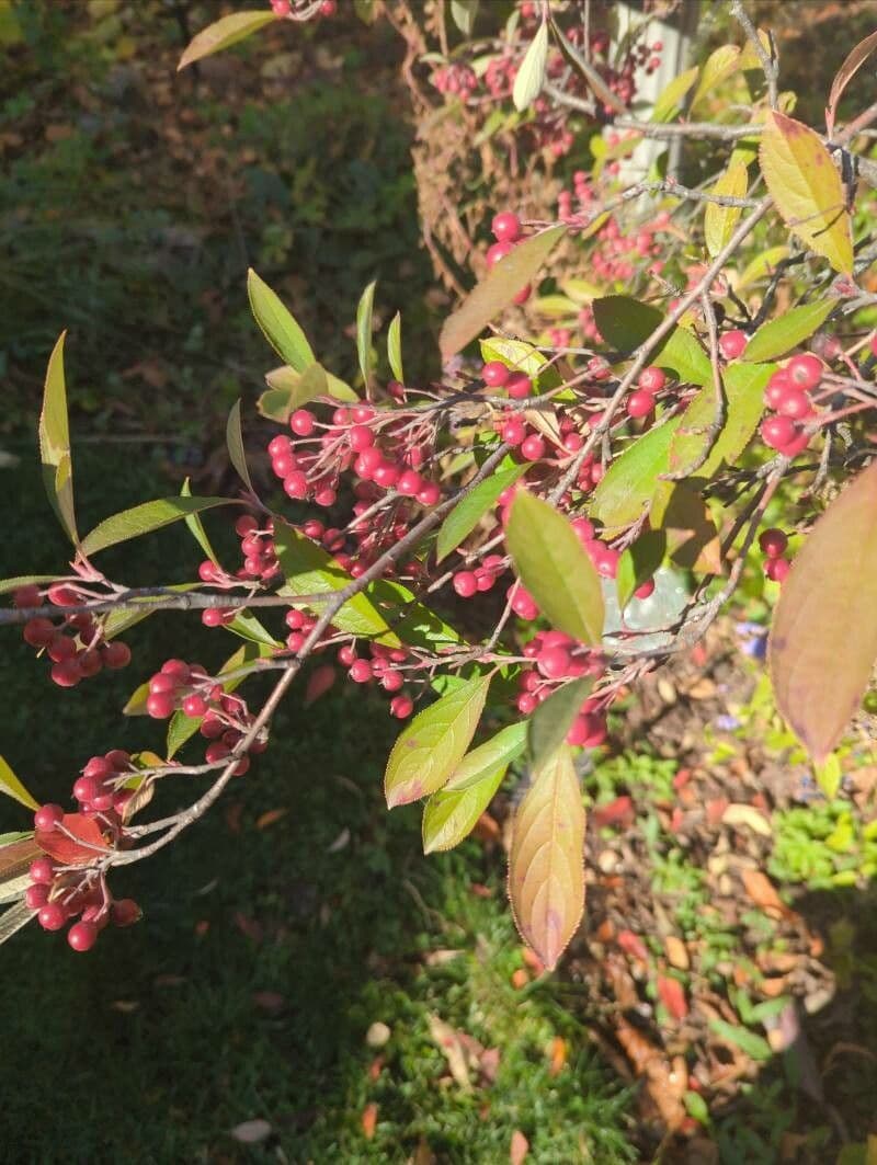 Aronia rossa 5