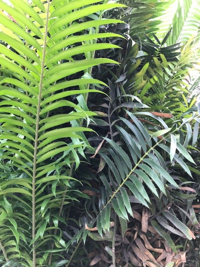 Kongo-Riesen-Palmfarn 6