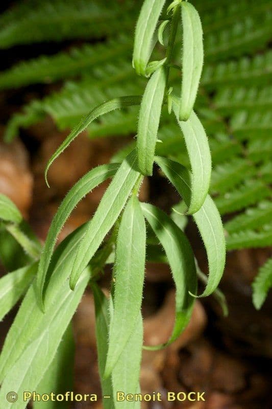 Baumgartens Glockenblume 17