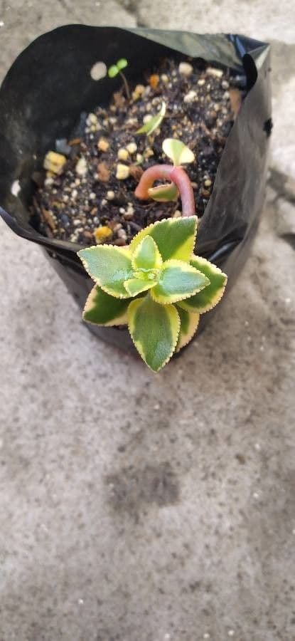 Crassula 4