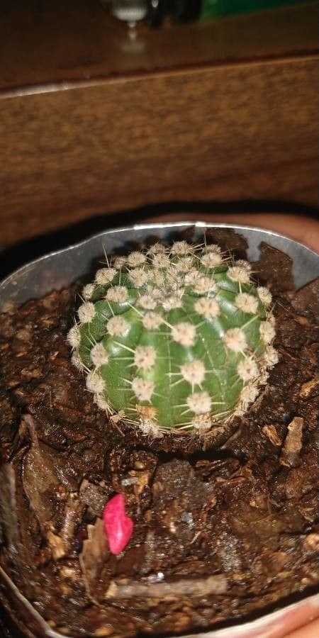 Cactus barile di Leconte 20