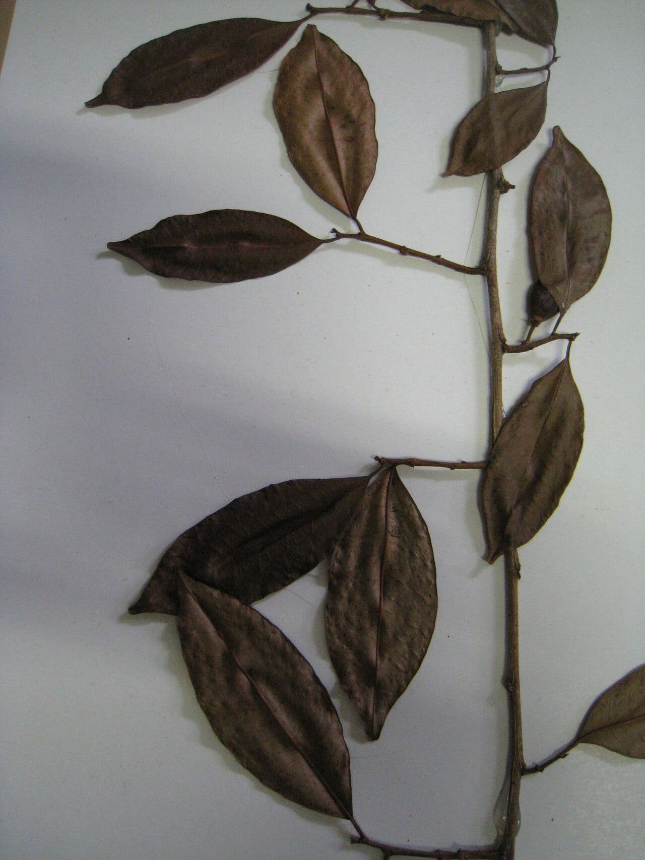 Chrysophyllum argenteum 7