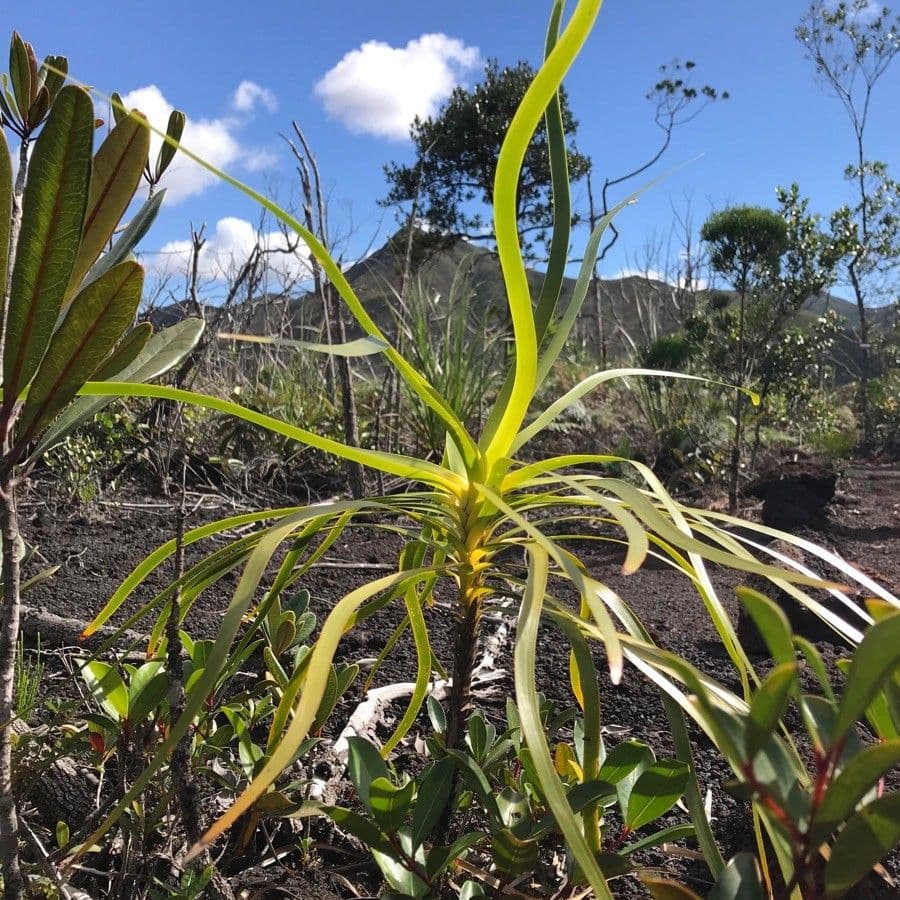 Lomandra insulare 16
