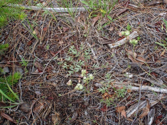 Horkelia tridentata 10