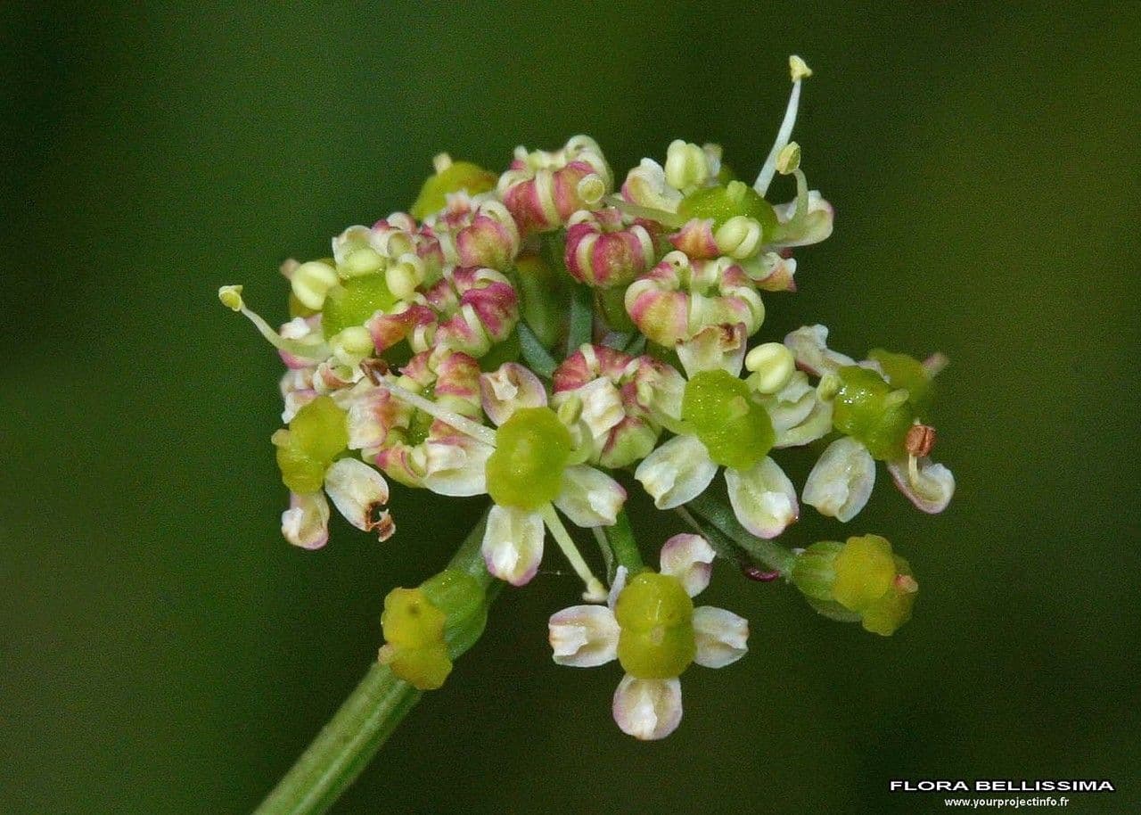 Rosskümmel 3