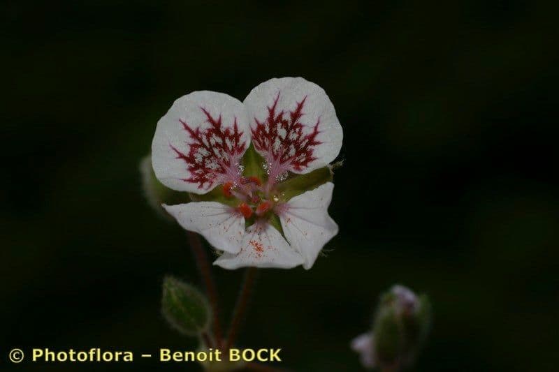 Rozestla 2