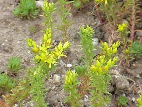 Schmalblättriger Mauerpfeffer 7
