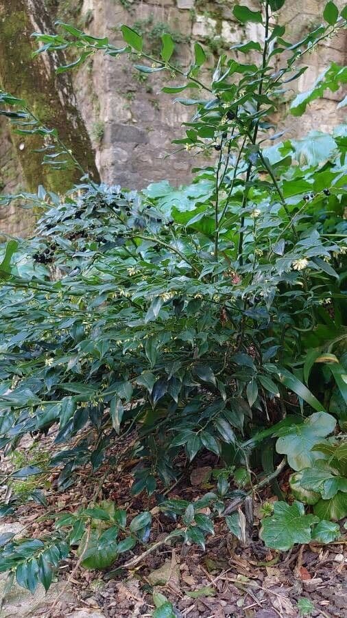Sarcococca orientale 13