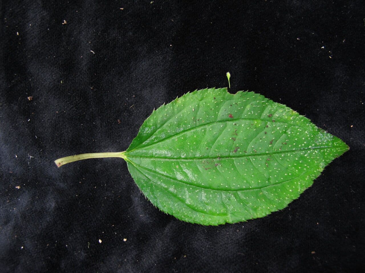 Sarcopyramis 4