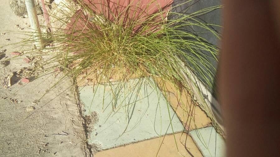 Fimbristylis 10