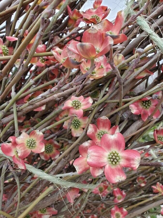 Blüten-Hartriegel 29
