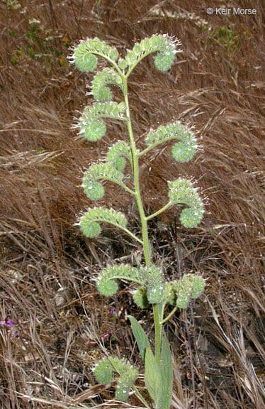 Phacelia 6