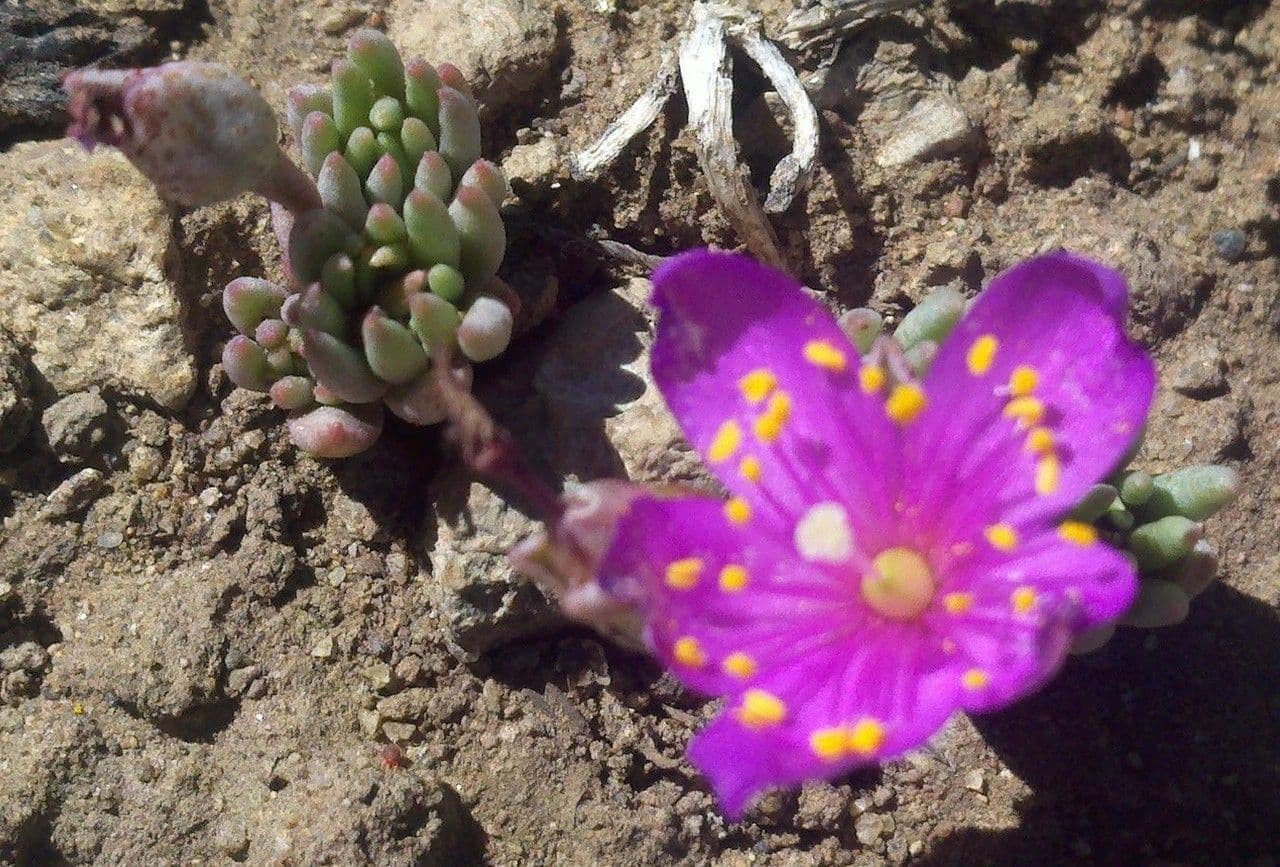 Phemeranthus