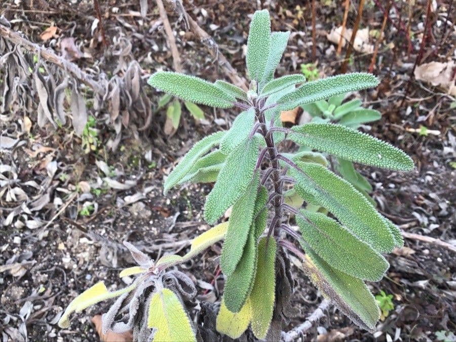 Salvia candelabro 7