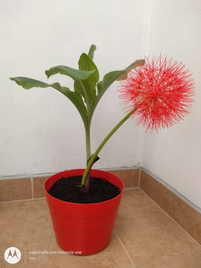 Scadoxus 13