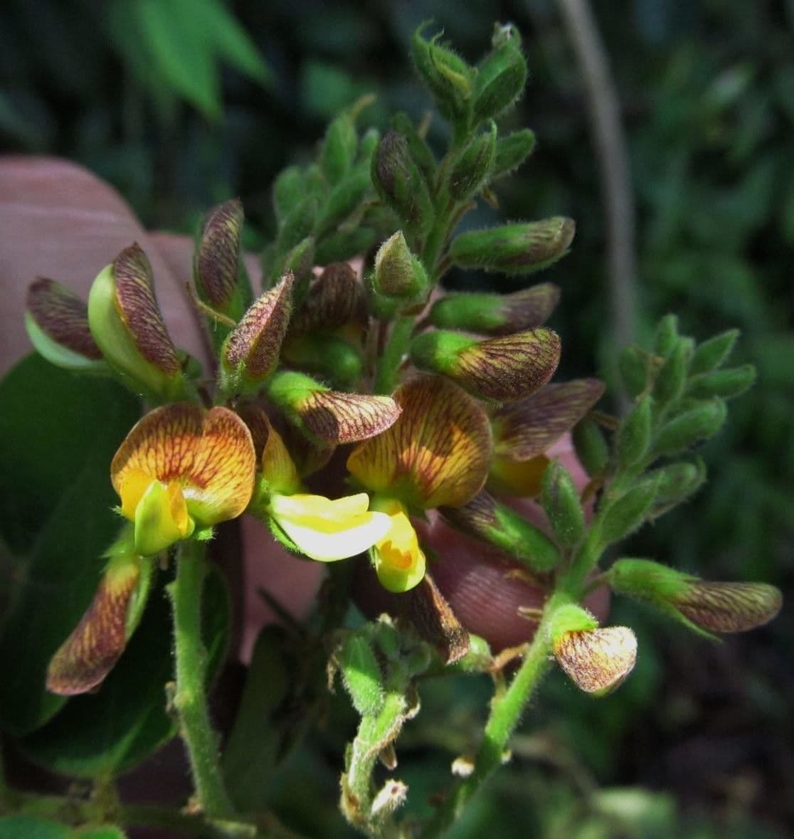 Rhynchosia 2