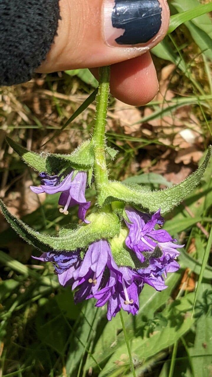 Campanula agglomerata 27