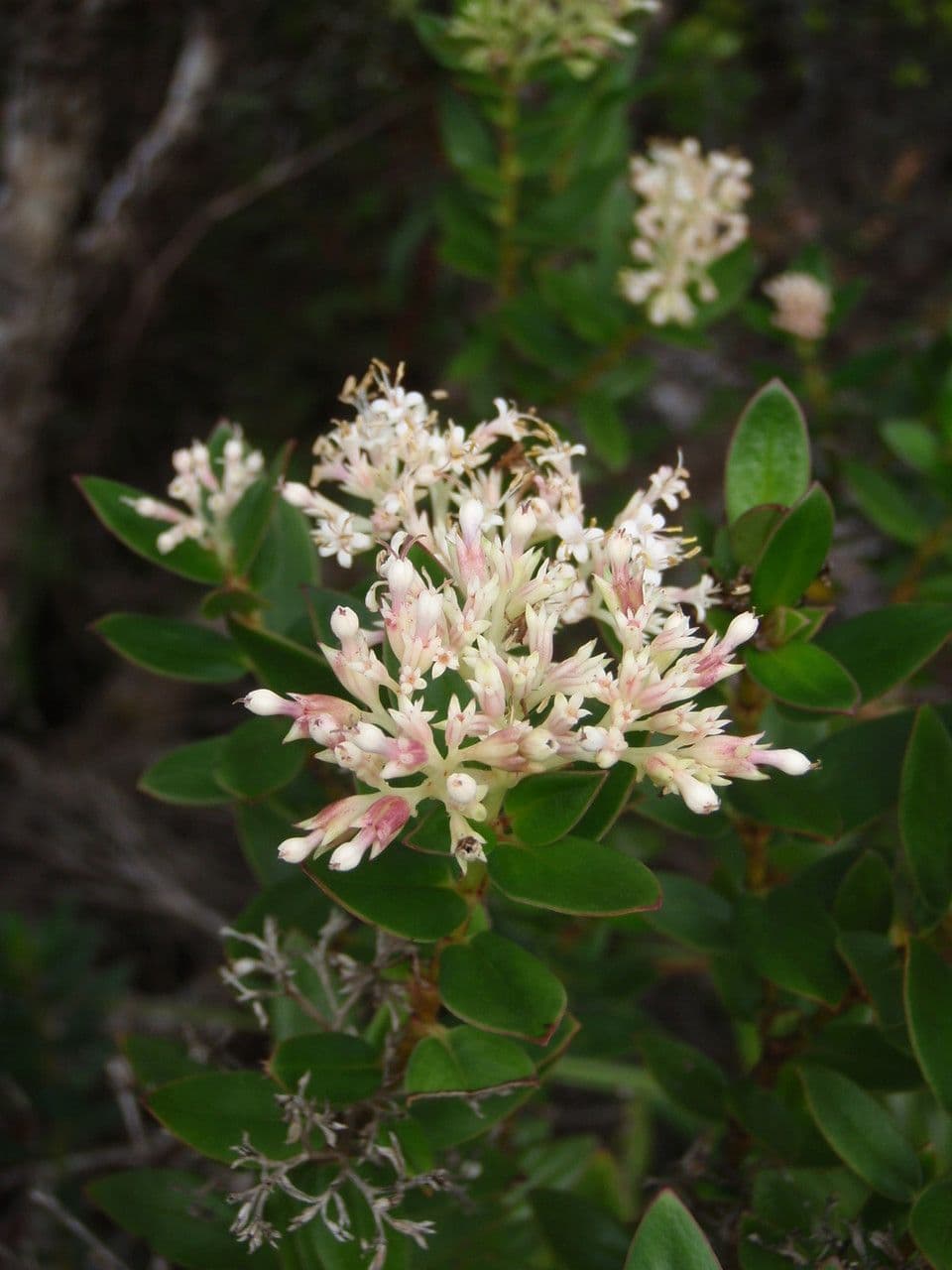 Normandia neocaledonica 3