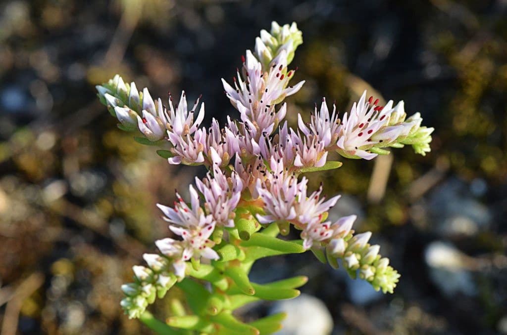 Sedum 2