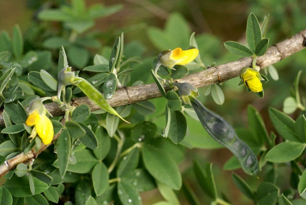 Anagyris fetida 24