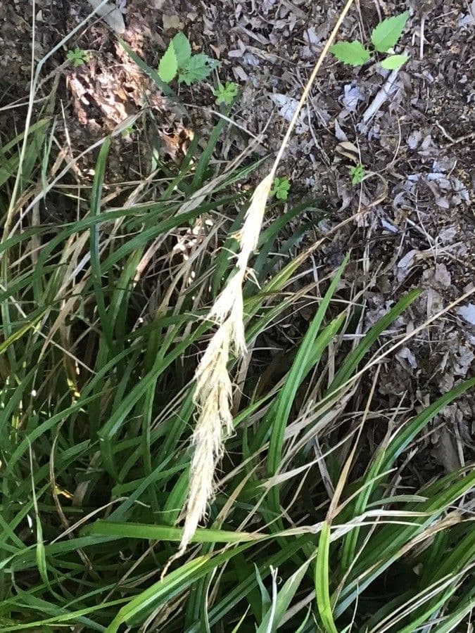 Helictochloa