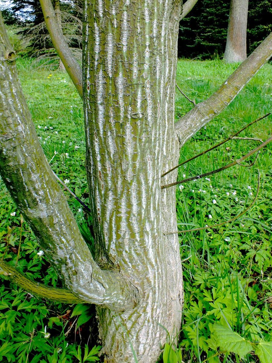 Striped maple 22