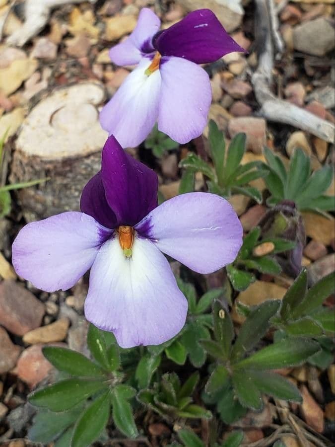 Viola pedata
