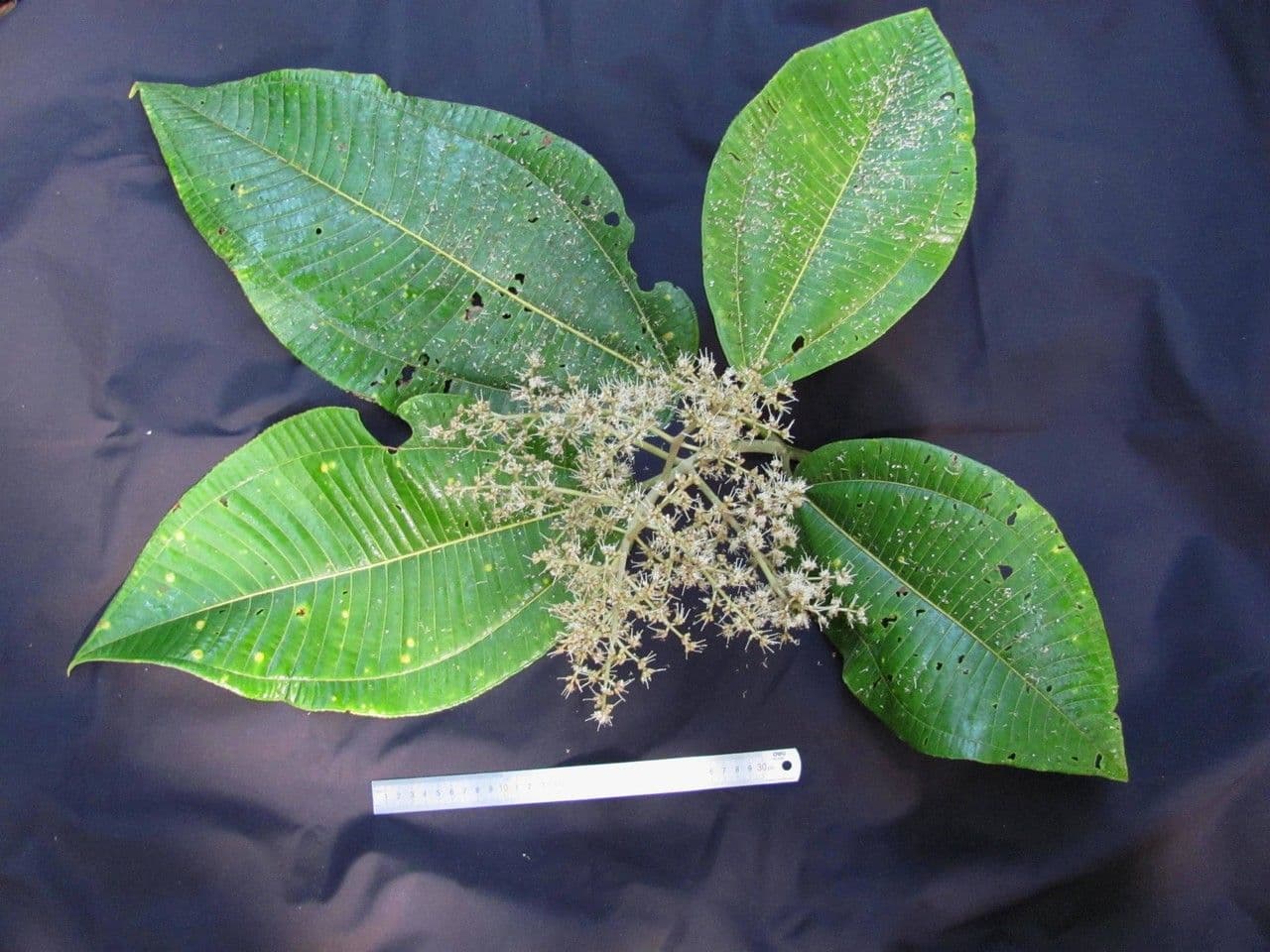 Miconia 20