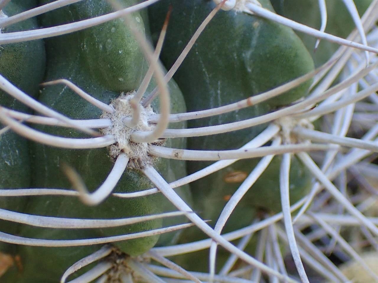 Cactus 9