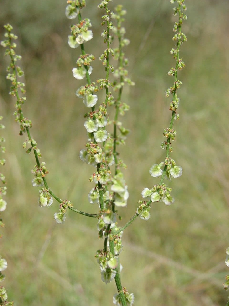 Rumex 5