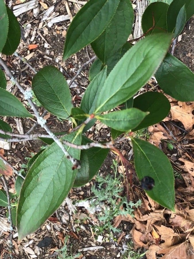 Aronia nera 16