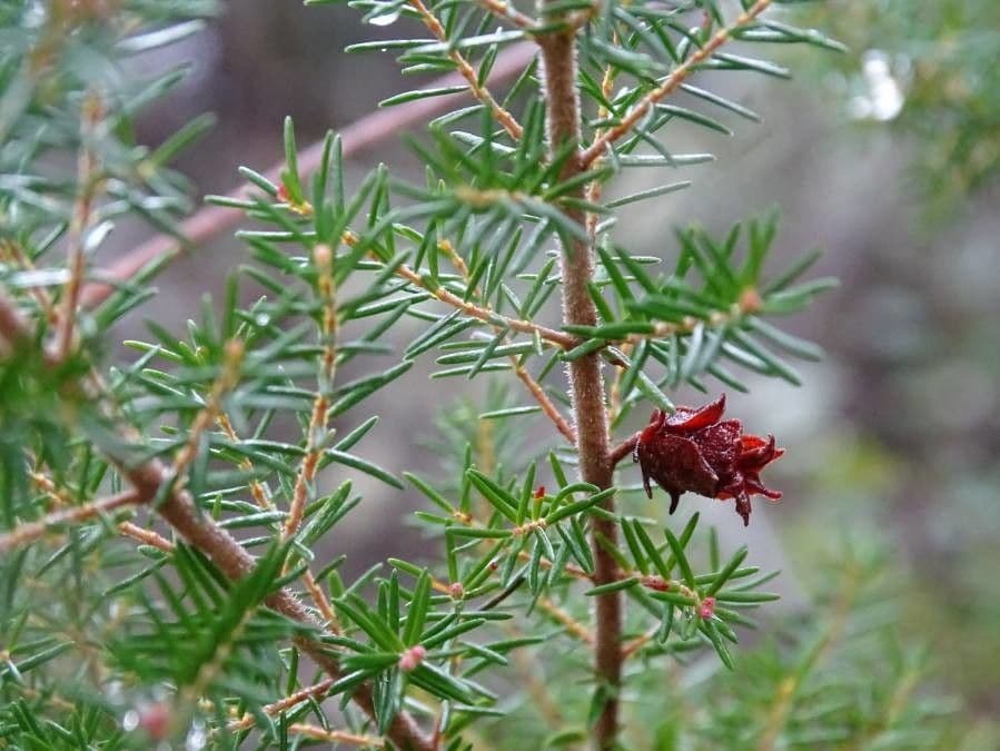 Baumheide 4