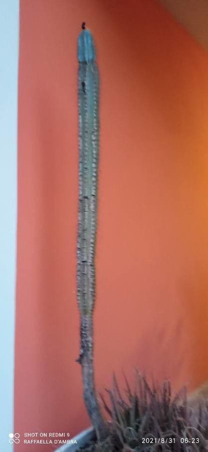 Cactus organo 23
