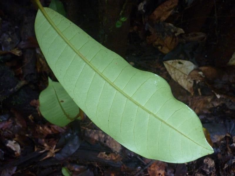 Pouteria 2
