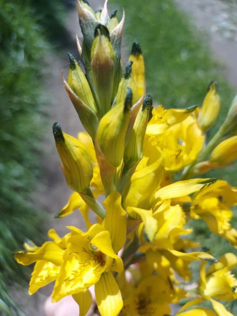 Gavilea 3