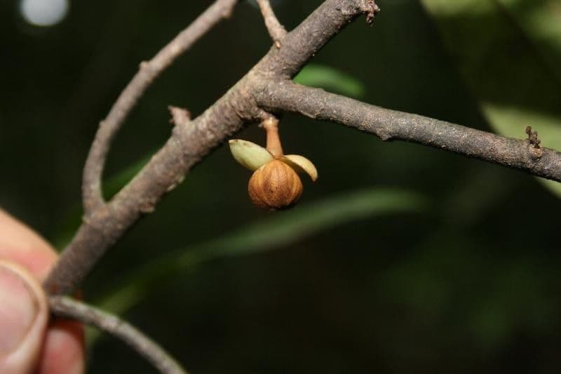 Anaxagorea 3