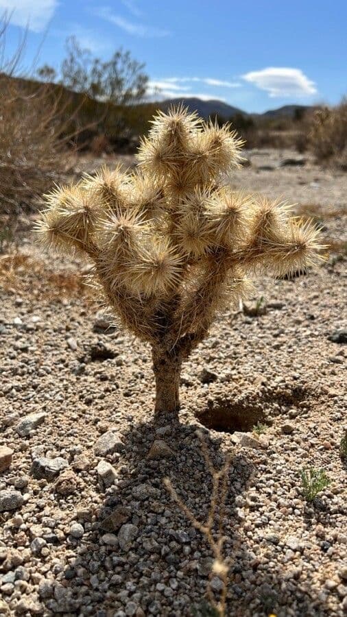 Cylindropuntia Echinocarpa 4