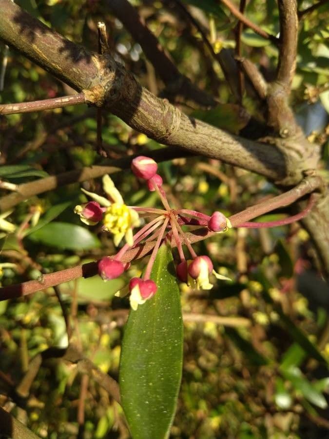 Tasmanische Bergpfeffer 4
