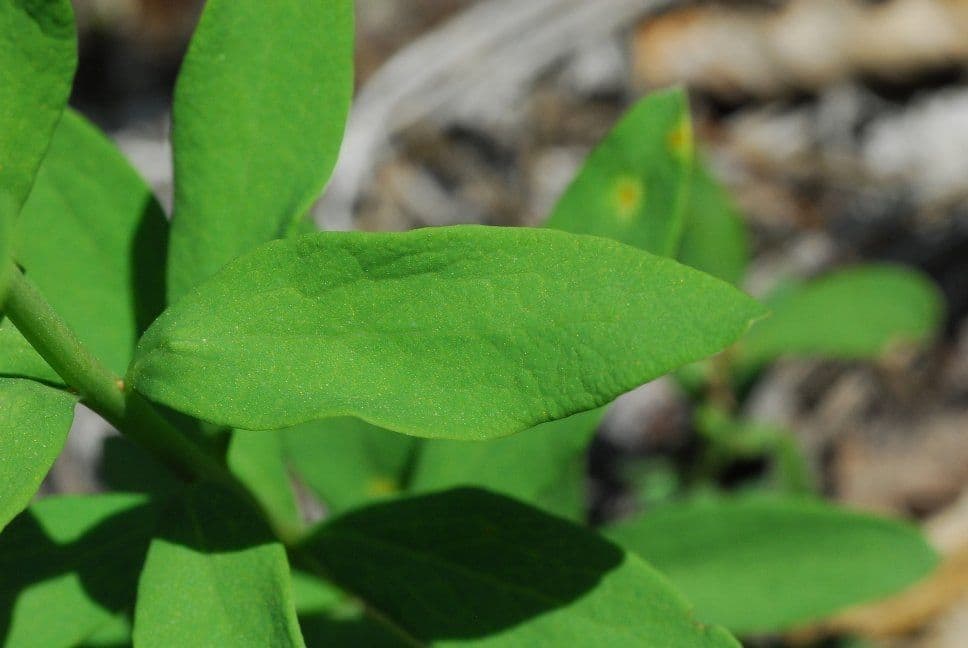 Comandra umbellata 13