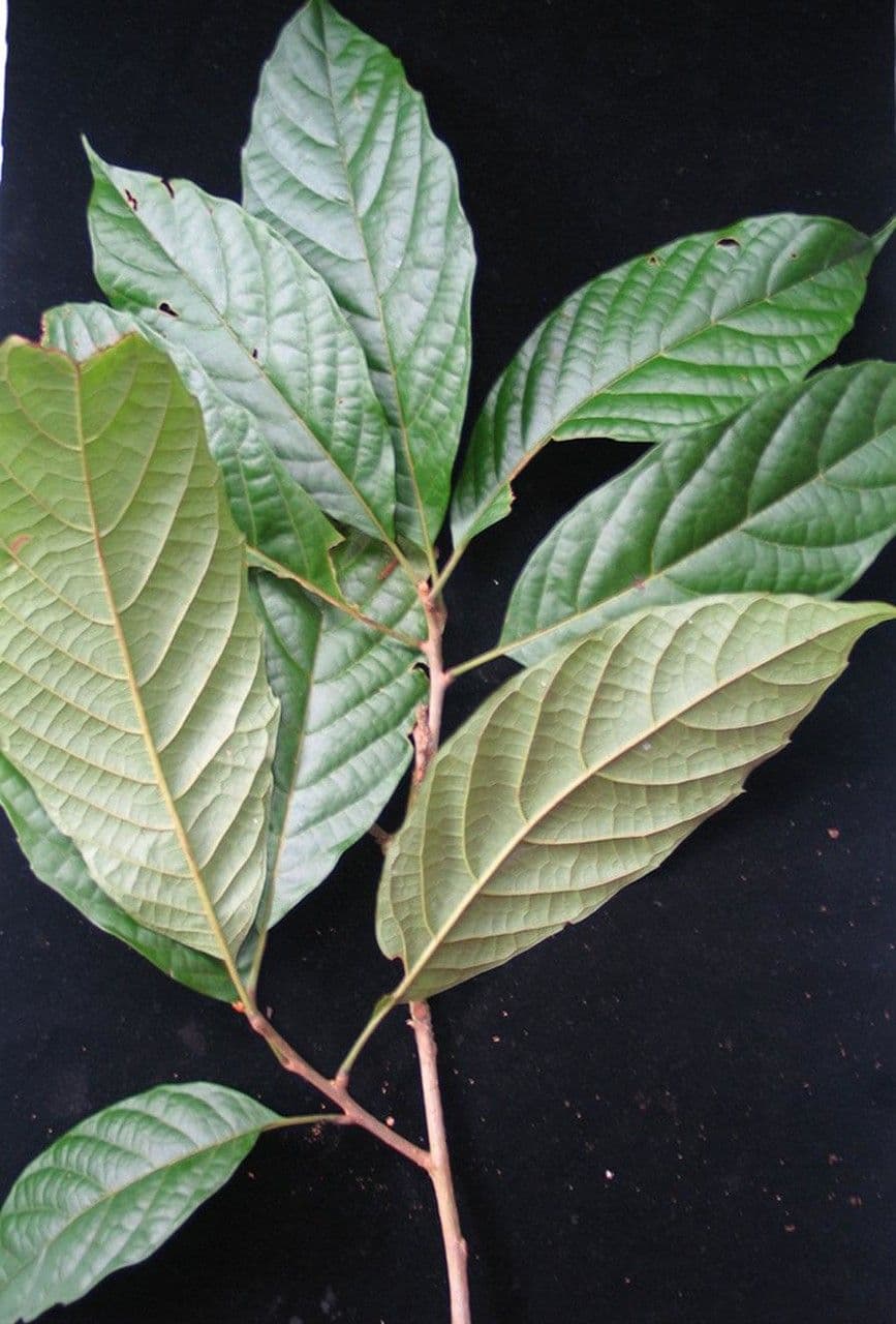 Meliosma 8