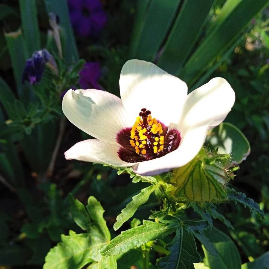 Garten-Eibisch 7