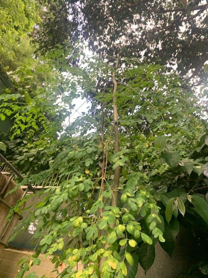 Moringa 13