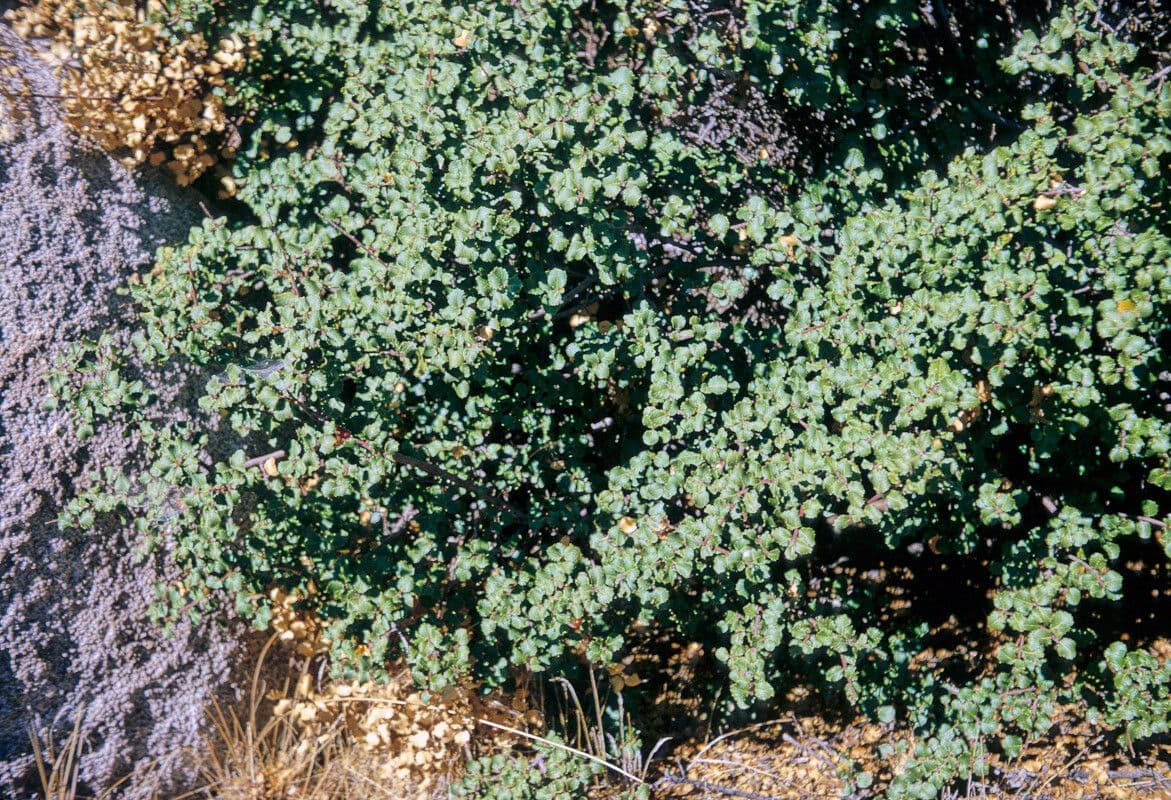 Spiny redberry 11