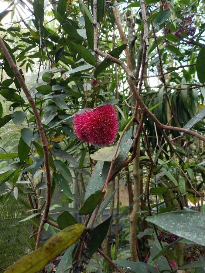 Syzygium 9